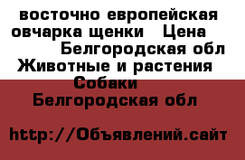 восточно европейская овчарка щенки › Цена ­ 15 000 - Белгородская обл. Животные и растения » Собаки   . Белгородская обл.